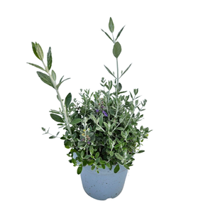 Teucrium fruticans
