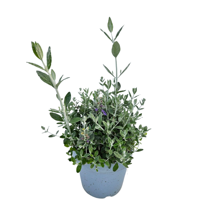 <h4>Teucrium fruticans</h4>