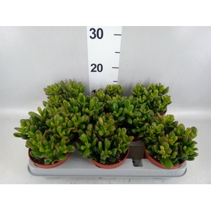 Crassula ovata 'Gandalf'