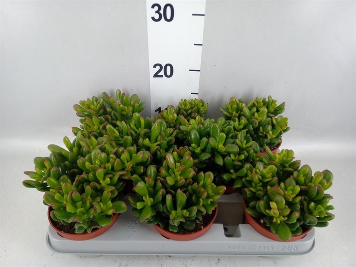 <h4>Crassula ovata 'Gandalf'</h4>