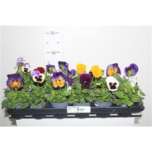 Viola Gem 5kl