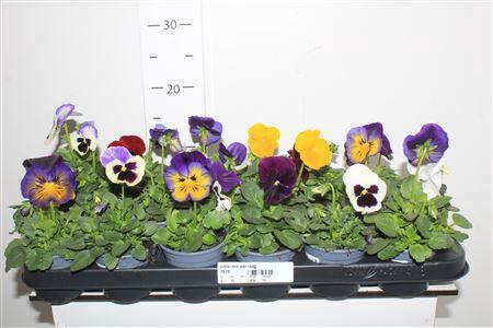 <h4>Viola Gem 5kl</h4>