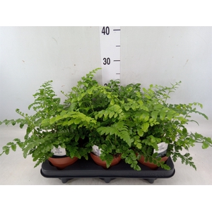 Asplenium parvati