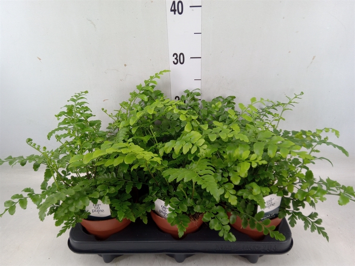 <h4>Asplenium parvati</h4>