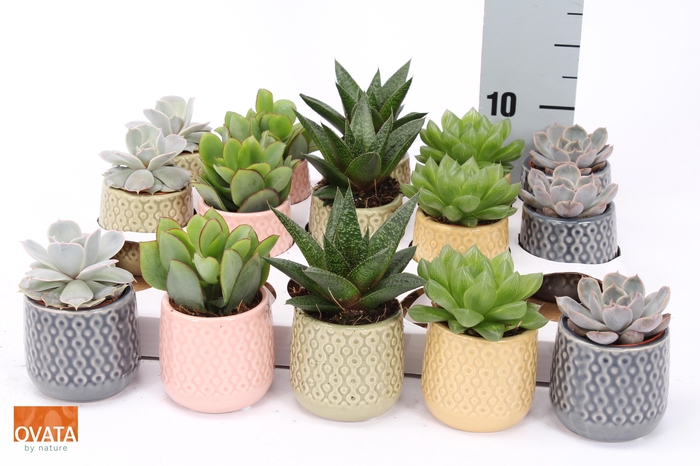 <h4>SUCC GEM 5 SRT</h4>