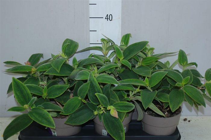 <h4>Tibouchina Rich Bl S</h4>