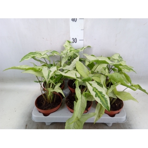 Syngonium   ...