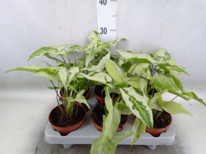 <h4>Syngonium   ...</h4>
