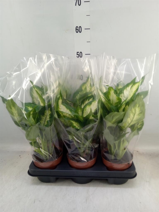 <h4>Dieffenbachia 'Camilla'</h4>