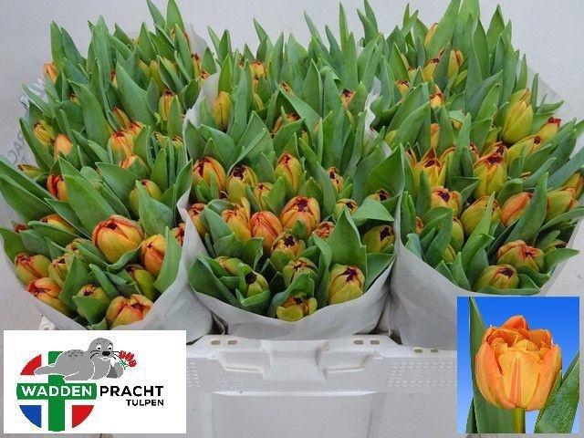 <h4>TU DU LORENZO</h4>