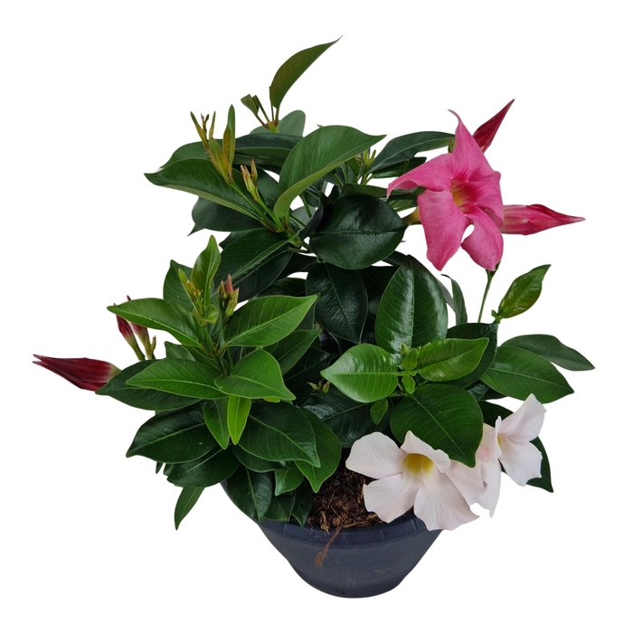 <h4>Mandevilla Rio, 3 stek per pot carnaval</h4>