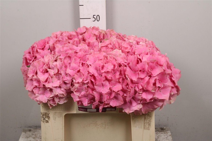 <h4>Hydr M Roy Palace</h4>