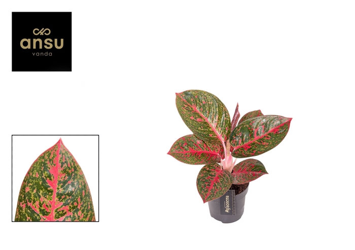 <h4>Aglaonema overig</h4>