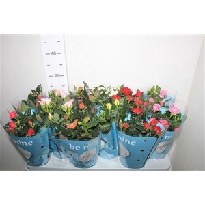 Ro B Monde Gem 7 Srt