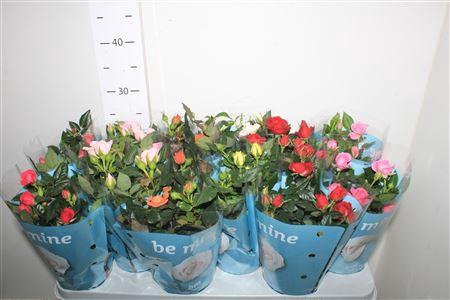 <h4>Ro B Monde Gem 7 Srt</h4>