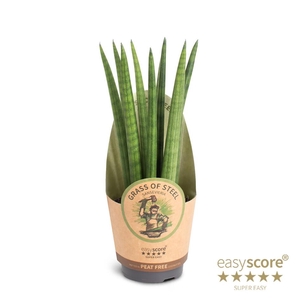 SANSEVIERIA CYLINDRICA P11 STRAIGHT