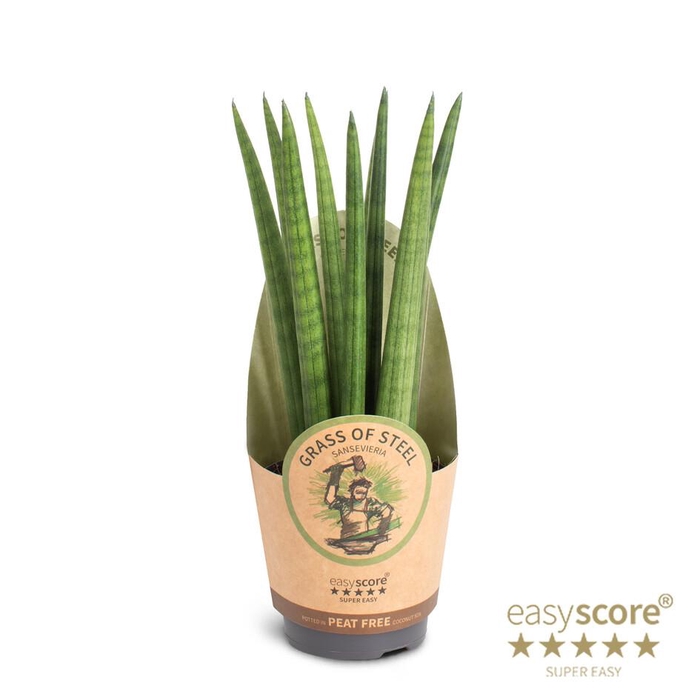 <h4>SANSEVIERIA CYLINDRICA P11 STRAIGHT</h4>