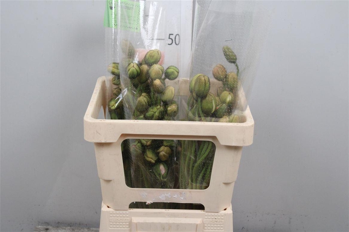 <h4>Papa Nu Pop Bus Gem</h4>