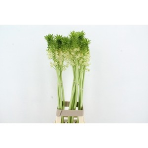 EUCOMIS P-E GOLIATH