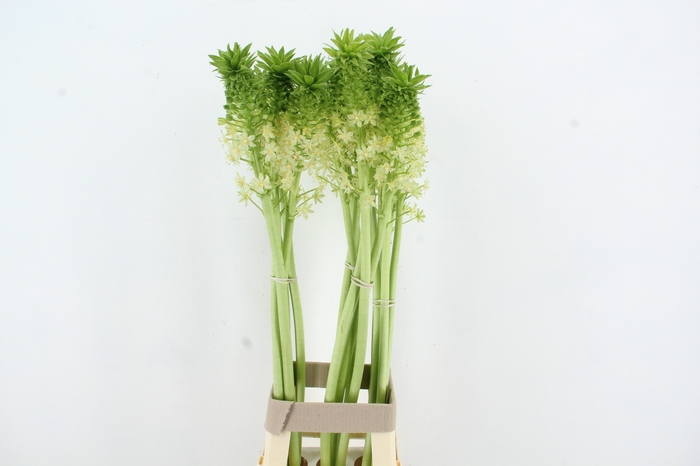 <h4>EUCOMIS P-E GOLIATH</h4>