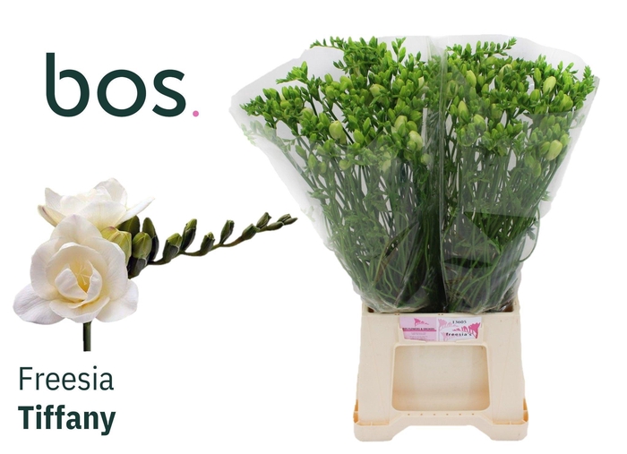 <h4>FR DU TIFFANY</h4>