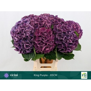 HYDR M ROYAL KING