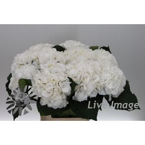 Hydrangea schneeball