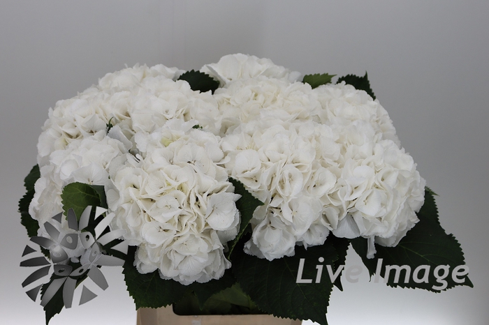 <h4>Hydrangea schneeball</h4>