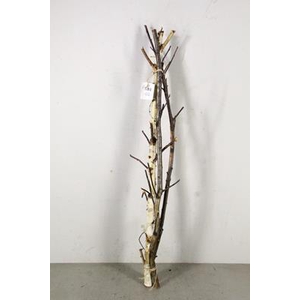 Birch Stem Branched 100cm(3pc)