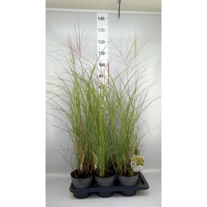 Miscanthus sin. 'Kleine Silber'