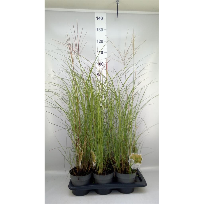 <h4>Miscanthus sin. 'Kleine Silber'</h4>