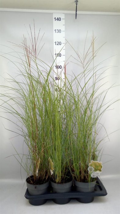 Miscanthus sin. 'Kleine Silber'