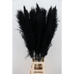 DF Pampas 130cm Black