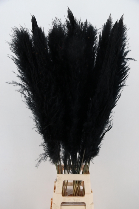 DF Pampas 130cm Black