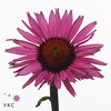 ECHINACEA FATAL ATTRACTION