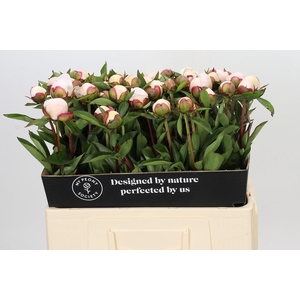 Paeonia Immaculee