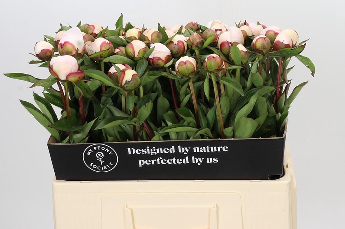 <h4>Paeonia Immaculee</h4>