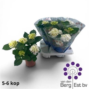 Hydrangea M Hi Ice 5+