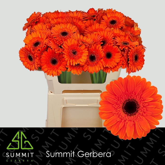 <h4>Germini Nemo Water x40</h4>