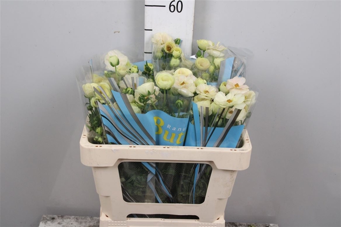 <h4>Ran Butterfly Keramos</h4>