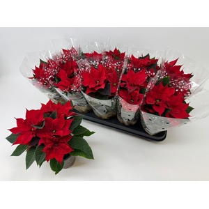 EUPHOR P CHR UNIVERS