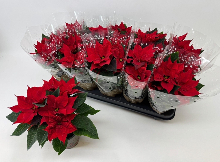 <h4>EUPHOR P CHR UNIVERS</h4>