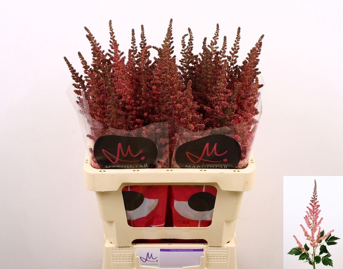 <h4>ASTILBE CHINENSIS 'VISION IN PINK'</h4>