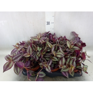 Tradescantia zebr. 'Violet Hill'
