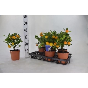 CITR MICROCARPA