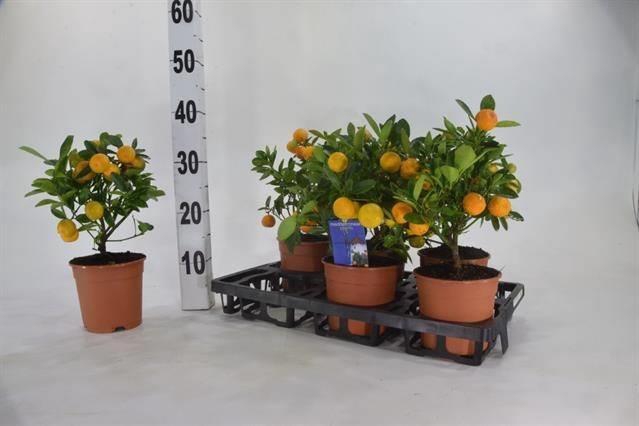 CITR MICROCARPA