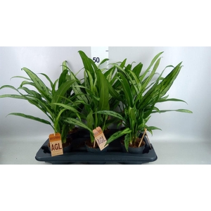 Aglaonema KB 'Cutlass'