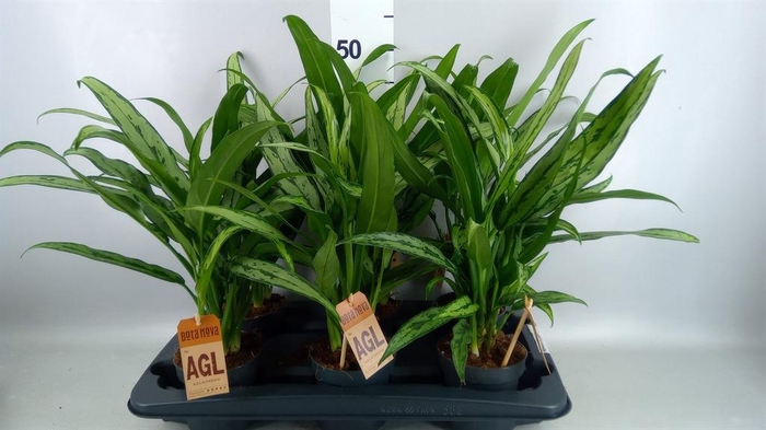 <h4>Aglaonema KB 'Cutlass'</h4>
