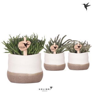 Kolibri Greens Rhipsalis mix in Imperfect Bag pot
