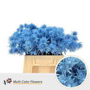 Eryngium Blauw Licht